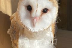 Bobbie - Barn Owl