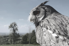 Kojo - White Faced Owl