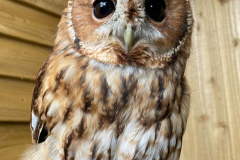 River - Tawny Owl
