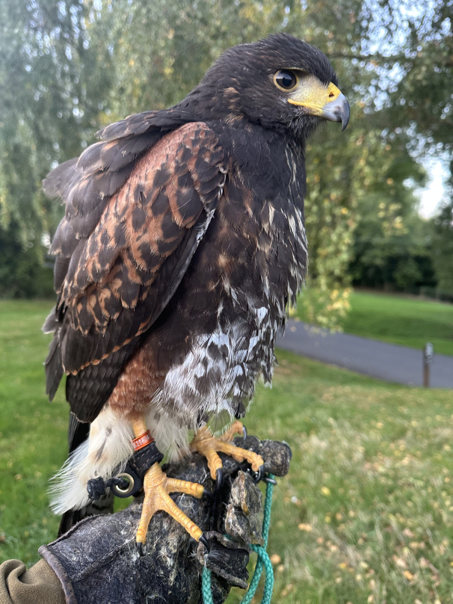 Ted - Harris Hawk (parabuteo unicinctus)