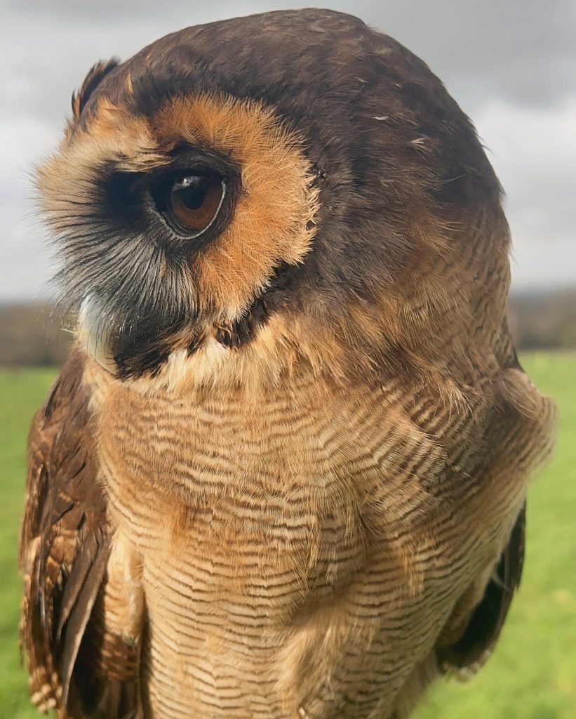 Owl Wanders