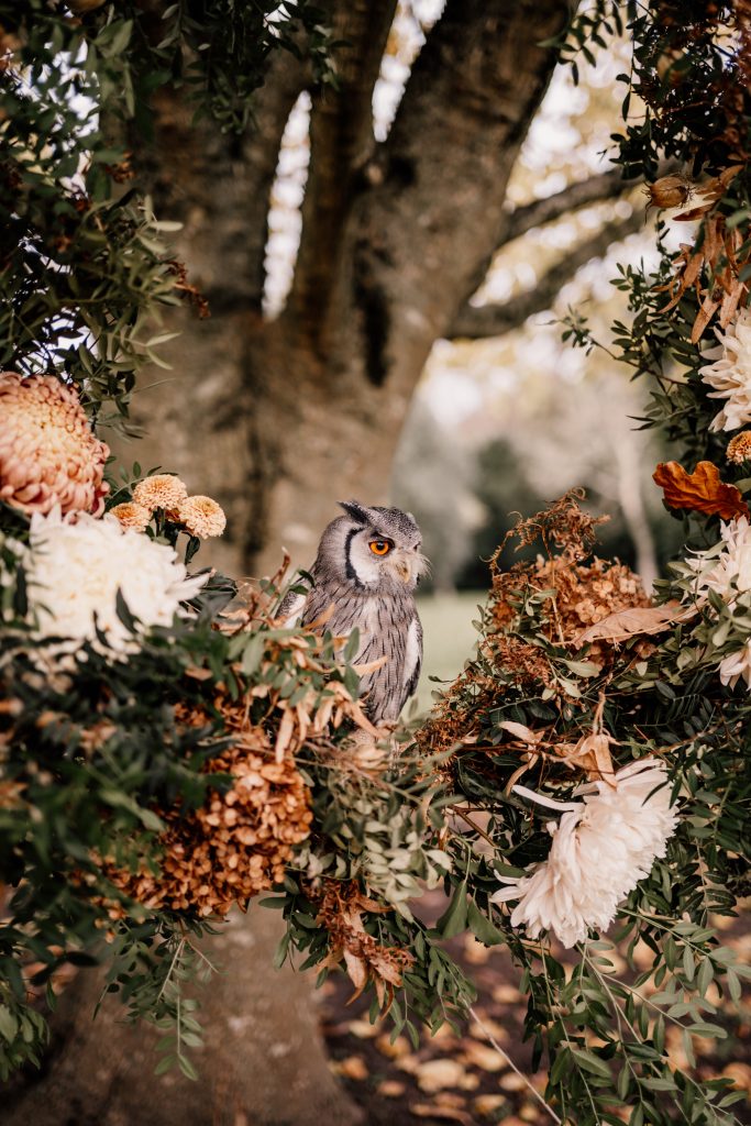 Adopt A Bird